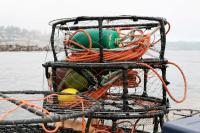Oregon adopts new Dungeness crab rules