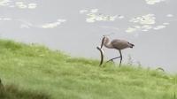 Great Blue Heron Scarfs Down a Whole Northern Pike With Ease Near Wisconsin Lake
