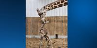 Blank Park Zoo in Des Moines welcomes newborn giraffe