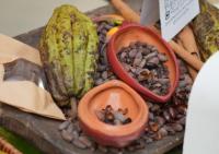 Dominican cocoa exports reach record US$669 million in 2025