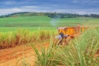 Unenforced Rules in Uganda’s Sugar Sector: Food Insecurity and Climate Change