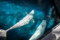 Two beluga whales arrive safely at Georgia Aquarium from closed Canadian theme park