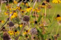 6 Sneaky Ways Weather Can Sabotage Your Garden—And Easy Solutions for Healthier Plants