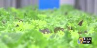Local hydroponic farm brings healthy option to the State Fair