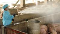 Health departments confirm Ionia resident got swine flu from fair