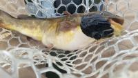 University of Vermont studies transmissible catfish cancer in Lake Memphremagog