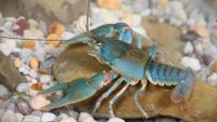 Scientists put tiny backpacks on crayfish