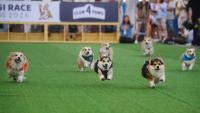 Corgis run, bark and sniff their way to glory at a growing international event