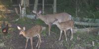 Three-legged deer becomes source of inspiration for Maine photographer
