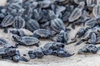 55 Baby Turtles Found Dead on Florida Road. Experts Say Disorienting Residential Lights Are to Blame