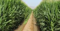 ASU launches new research center that focuses on agricultural food supply chains