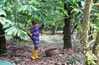 West Africa cocoa sector struggles to meet EU rules