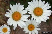 Out in the Weeds With Ecological Services - The Oxeye Daisy