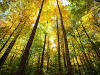 Farmgate: This community moved to protect its trees, others should follow