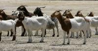 Kern County politicians ask state leaders to address pay disparity between goat-, sheep-herding guest workers