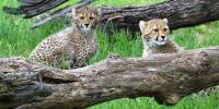Michigan conservationist shares cheetah-saving work at Potter Park Zoo