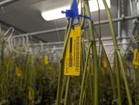 Reclassification eases taxes and banking for medical cannabis, but leaves state with questions