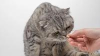 Best cat hairball supplements