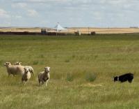 The best sheepdogs in Canada are competing near Shaunavon