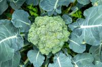 Is America One Drought Away From a Broccoli Shortage?