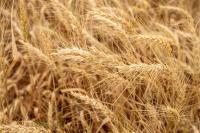 Texas Wheat releases 2026 Variety Guide