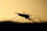 Southwest Idaho resident contracts meningitis from West Nile Virus infection, health officials say