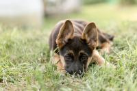 German Shepherd Puppy ‘Meets a Blueberry’ and Makes a Very Clear Enemy