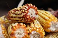 Study Finds Some Microbes Drastically Change Behavior Outside the Lab