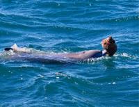 Dolphin mothers teach calves to fish using shells
