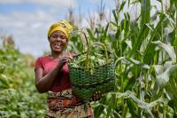 From research to decisions: What Zambia’s seed and grain sectors can teach us about evidence-informed policy