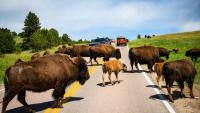 Skip Yellowstone: South Dakota's 18-Mile Loop Delivers 1,500 Bison Without A Reservation