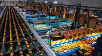 Africa’s Fresh Produce Exports Reshape Growth Strategy