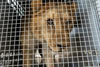 An unprecedented international rescue uniting three continents: 30 lions and tigers travel from Argentina to South Africa and the United States