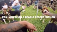 Wisconsin facility releases final 155 beagles, ending dog-breeding and testing operations