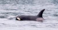 ‘Shocking’ video captures orcas close to shore in Washington State