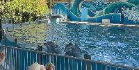 Dolphin Chelsea Is Dead After Decades of Being Exploited at Six Flags Discovery Kingdom