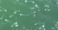 Swarms of jellyfish keep beachgoers out of the water
