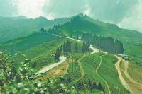 Nepali orthodox tea is in demand, but its workforce is shrinking