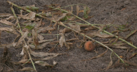 Mississippi farmers look to soil health as weather threatens crops