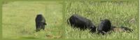 Are Feral Hogs Helping Chinese Tallow Tree Invade North Florida Pastures?