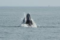 Whales spark joy in New York but face threats from boat traffic