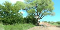 Protesters stage tree ‘sit-in’ in Arizona to oppose border wall construction
