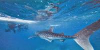 Major campaign to protect sharks in Bahrain’s waters
