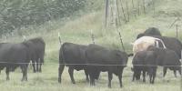 Farm to School program now used by 70% of Idaho schools