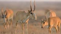 Rare animal populations rising in Kazakhstan
