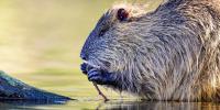 Bizarre string of beaver attacks force multiple Maryland state parks to close