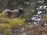 Woman fends off bear, self-rescues after attack in Alaska