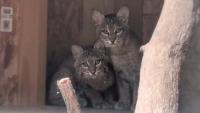 BOBCAT WATCH: See rescued bobcat kittens live on camera at SWVA Wildlife Center