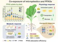 Microplastics Can Reshape How Vegetables Absorb "Forever Chemicals"