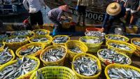 China's fishing boats return to sea as summer moratorium ends